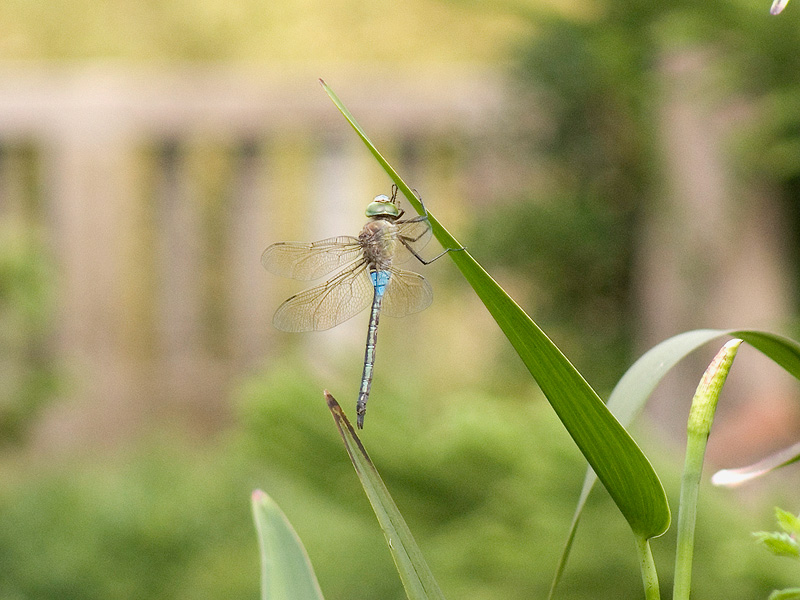 da determinare: Anax parthenope